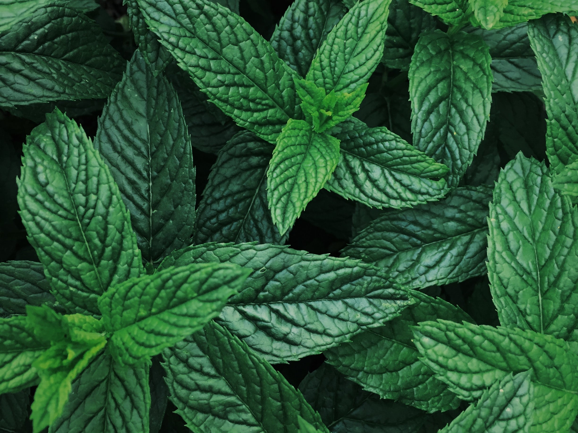 THE BEST BOTANICALS FOR CLEANING