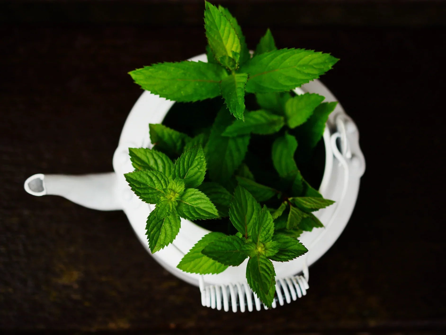 Fresh mint plant in a white teapot on dark wooden table