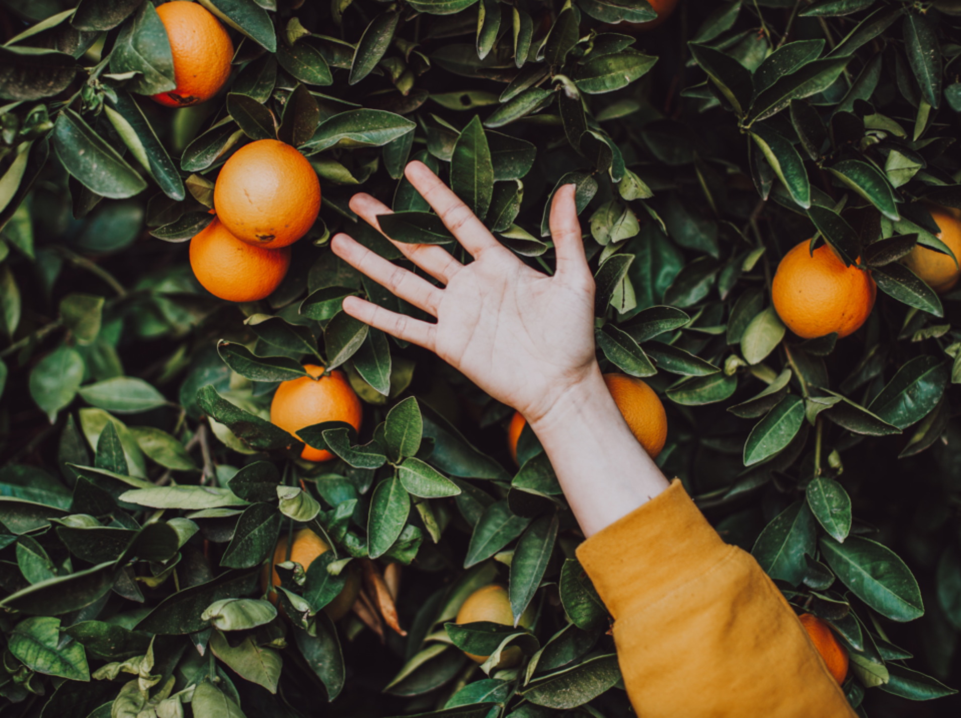 IN THE SPOTLIGHT - SWEET ORANGE