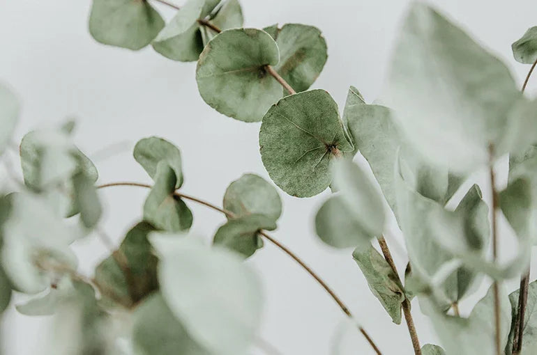 Eucalyptus branches with green round leaves against a light background