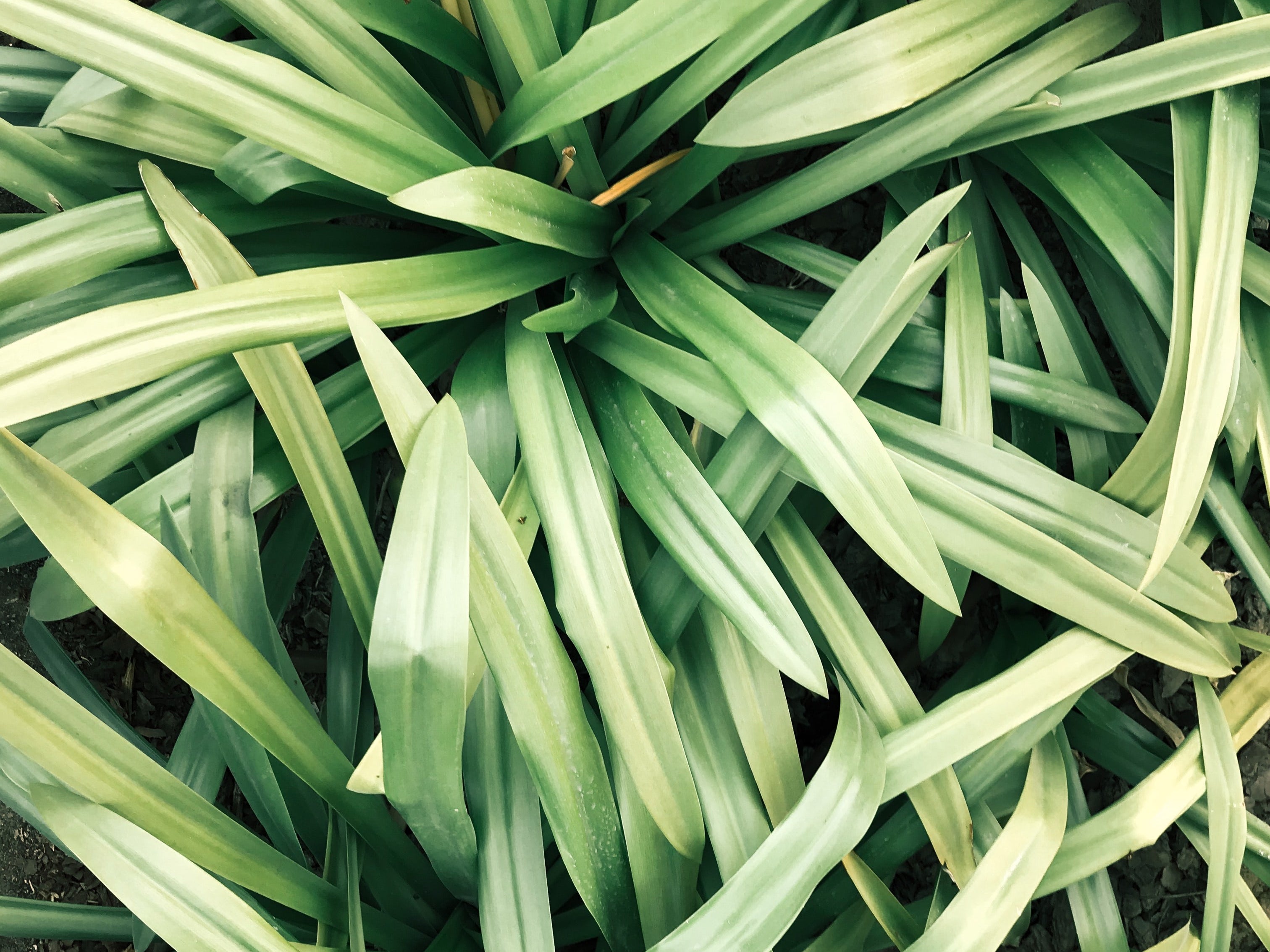 IN THE SPOTLIGHT - LEMONGRASS
