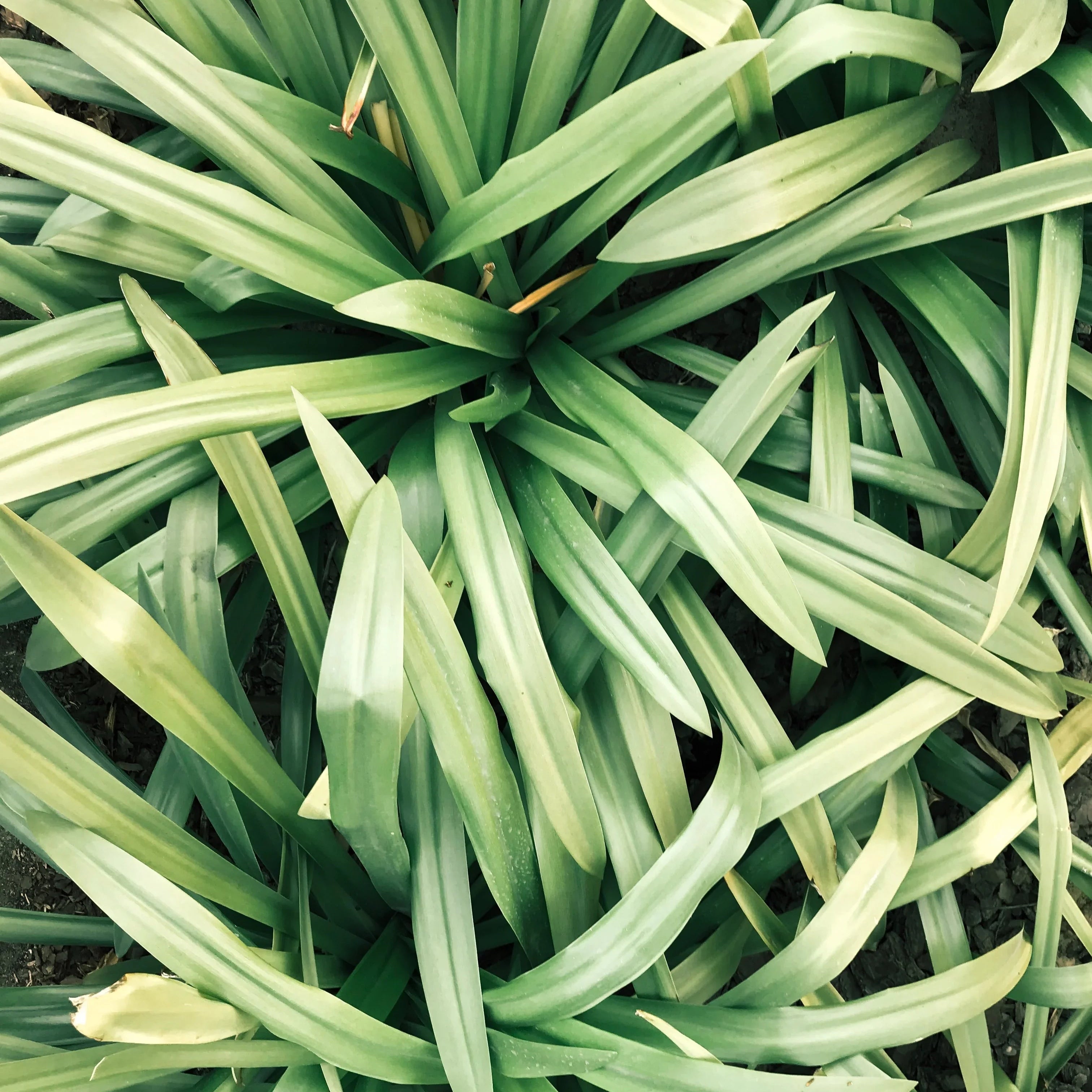 Close-up of green spiky leaves in a garden, tropical plant foliage texture