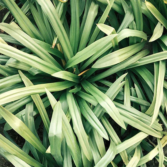 Top view of green spiky plant leaves, outdoor garden foliage, lush nature background
