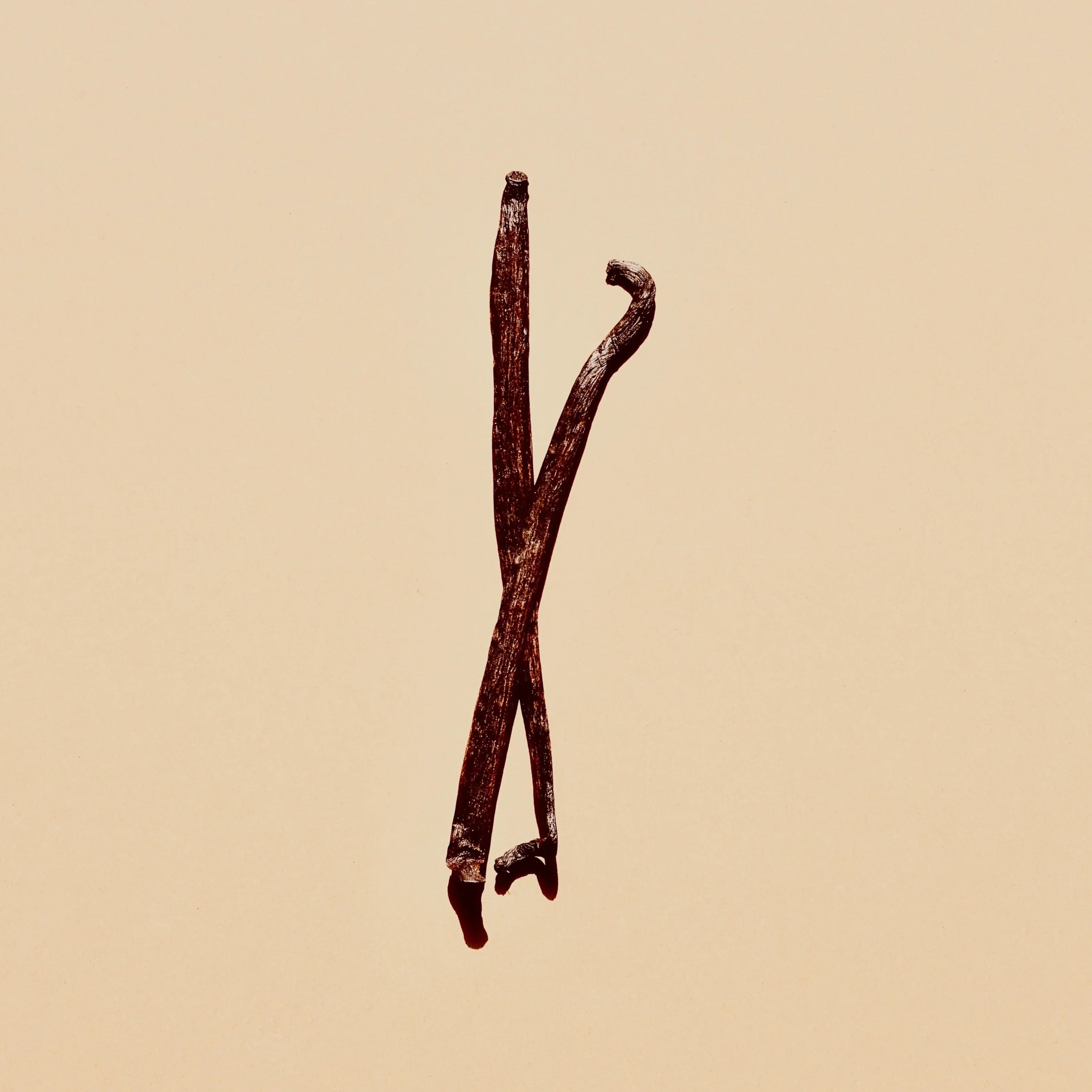 Two dried vanilla beans on a plain beige background
